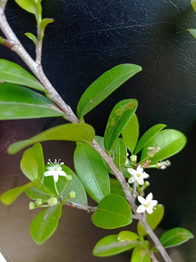 Erythroxylum emarginatum — houseplant care guide