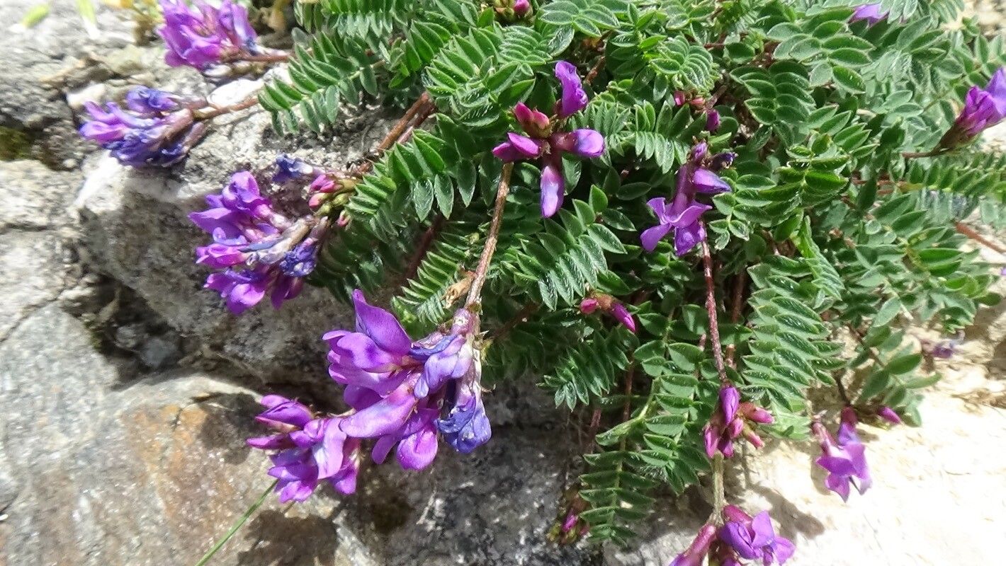 Oxytropis carpatica — related species from the same genus
