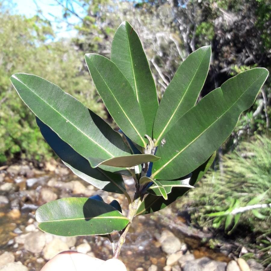 Calophyllum caledonicum leaf