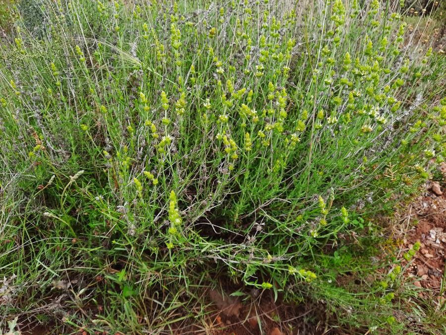 Sideritis tragoriganum habit