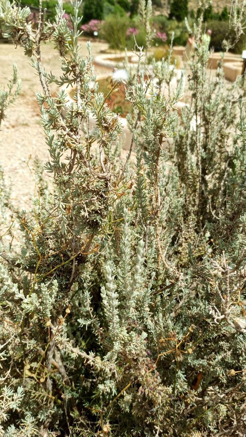 Rosmarinus tomentosus bark