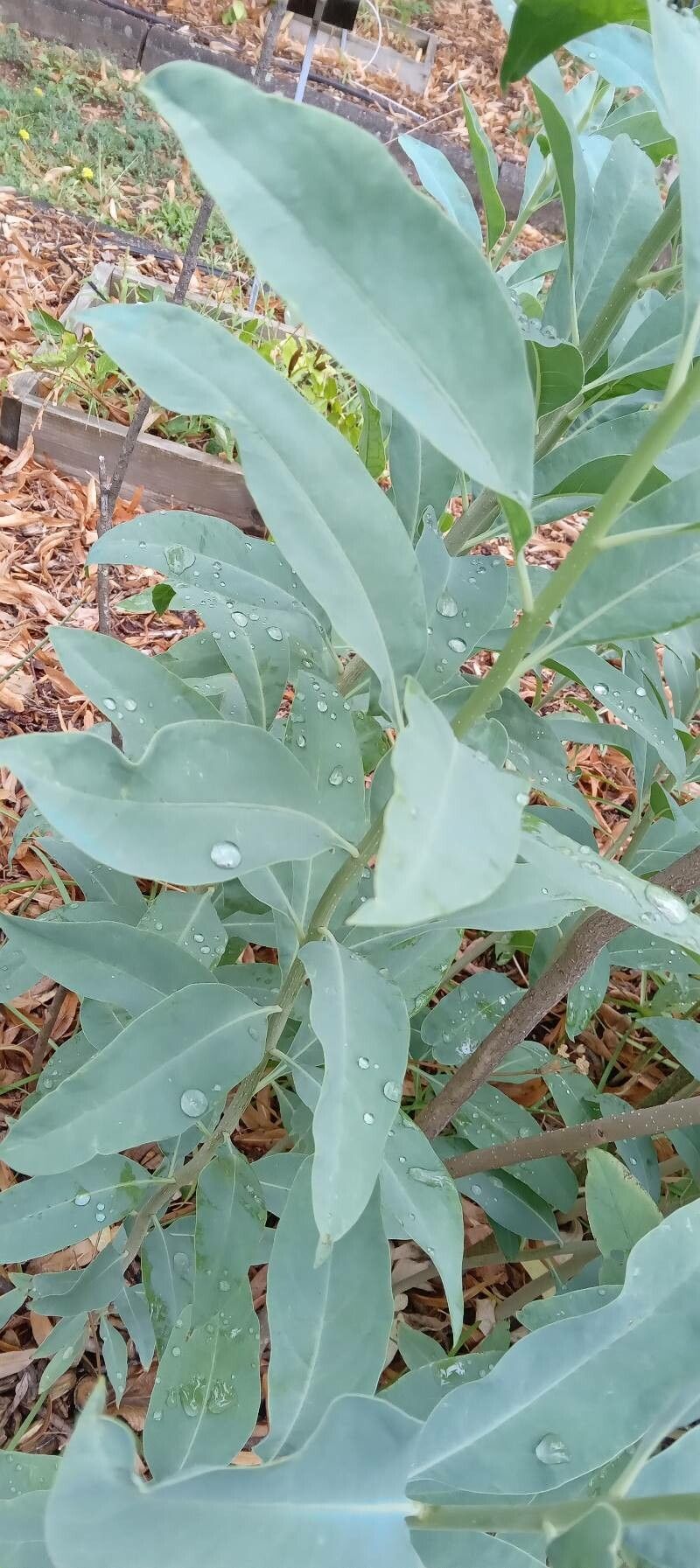 Solanum glaucophyllum leaf