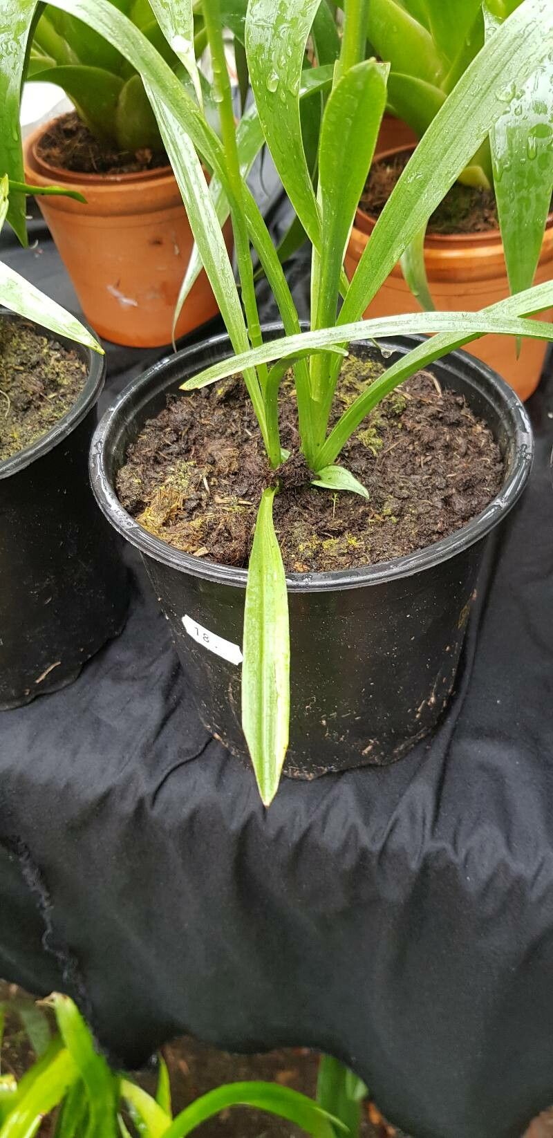 Spiranthes cernua leaf