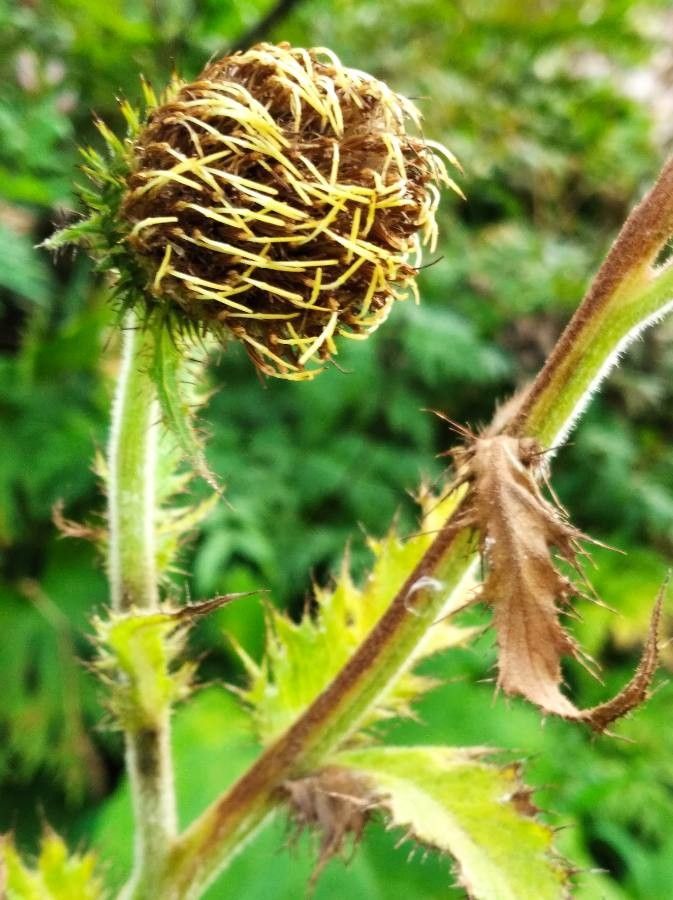 Cirsium carniolicum flower