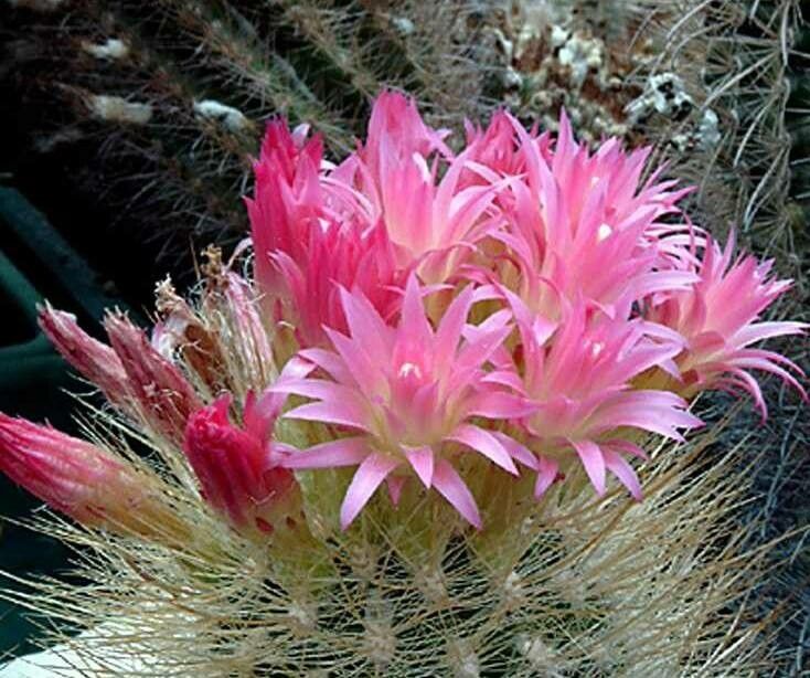 Eriosyce litoralis — houseplant care guide