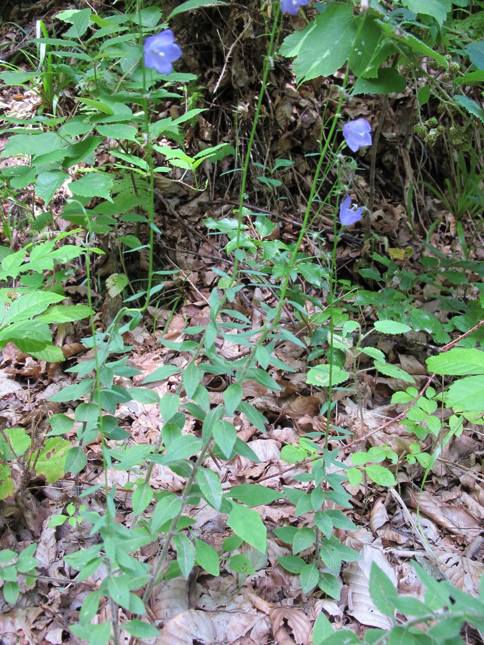 Campanula baumgartenii habit