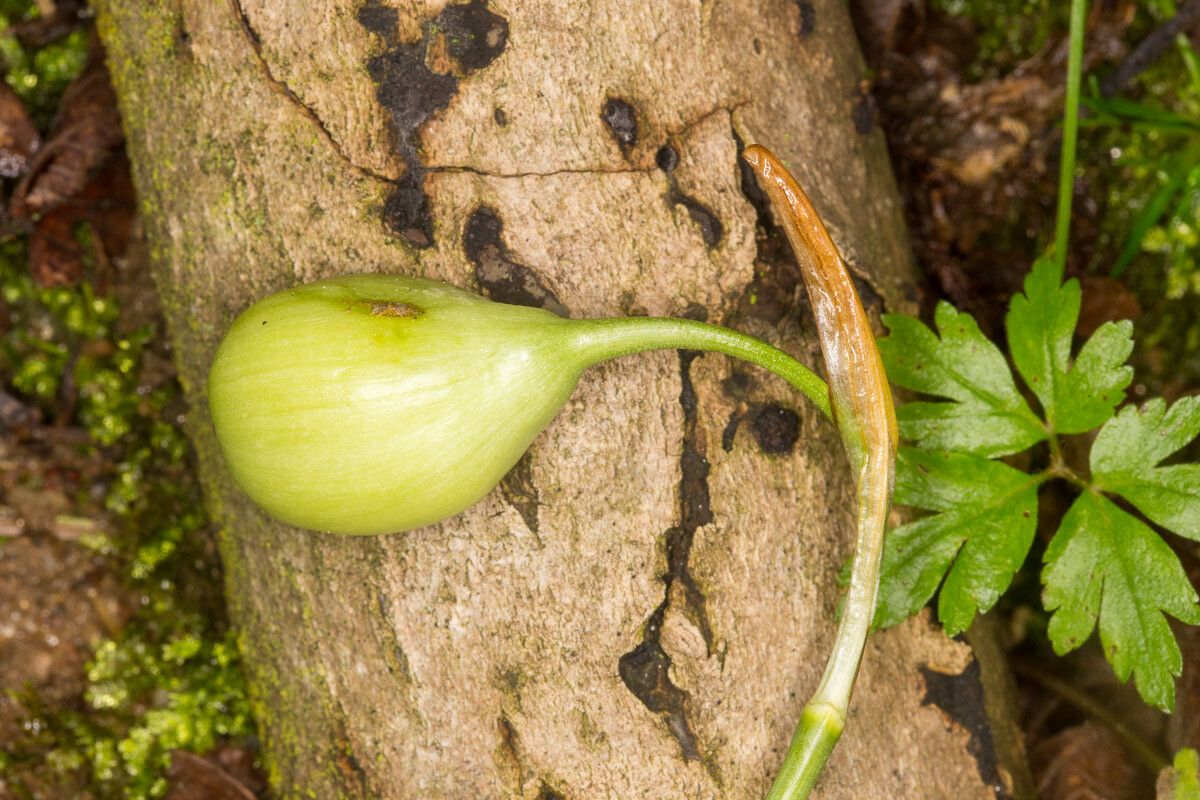Leucojum vernum fruit