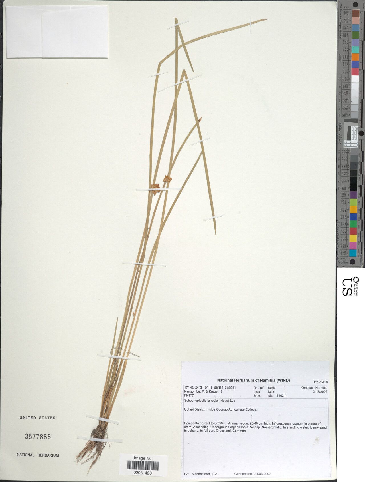 Schoenoplectiella roylei — houseplant care guide