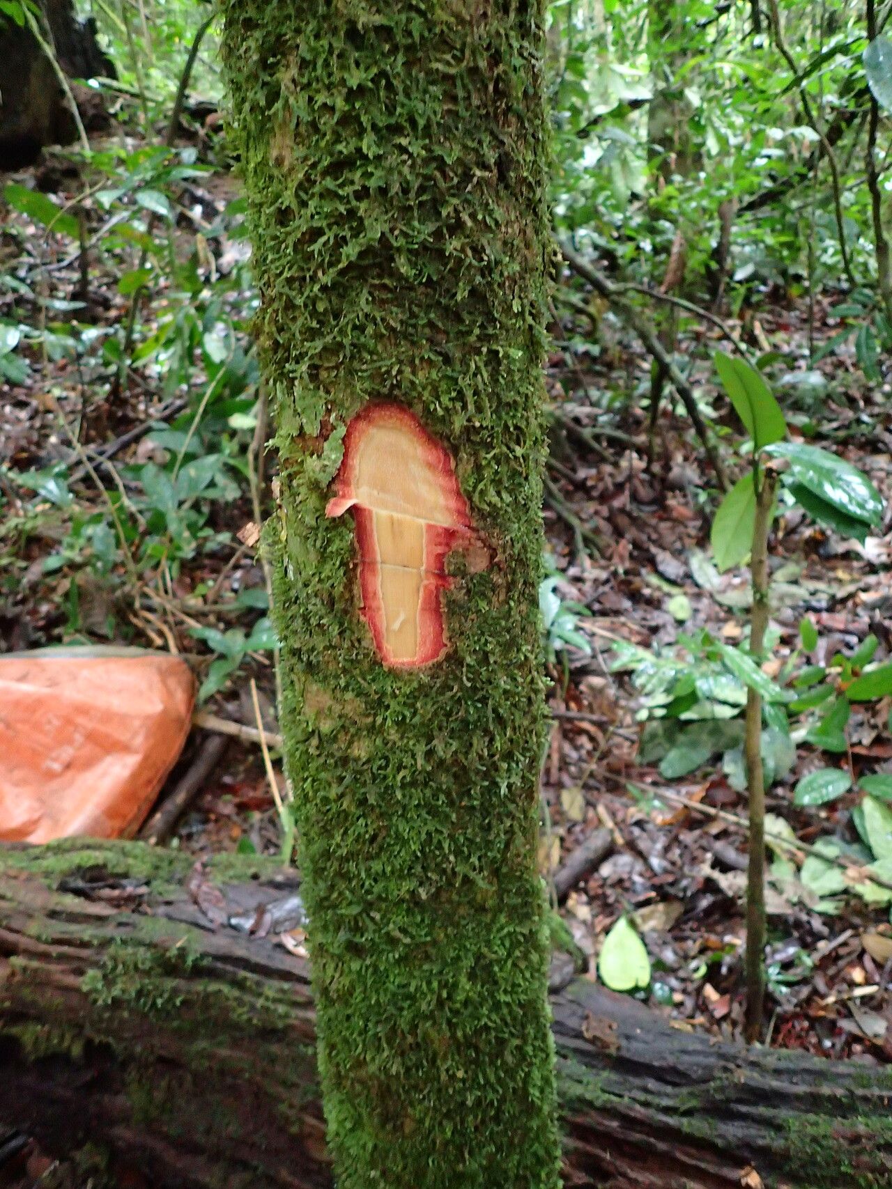 Garcinia conrauana bark