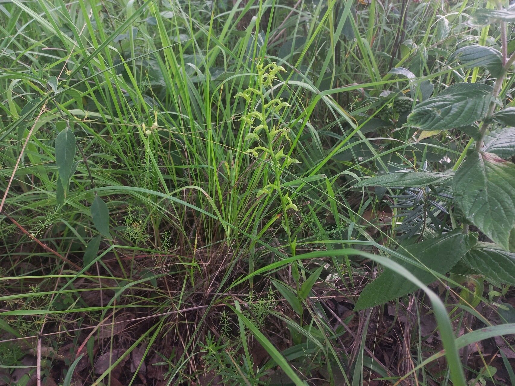 Habenaria uncicalcar habit