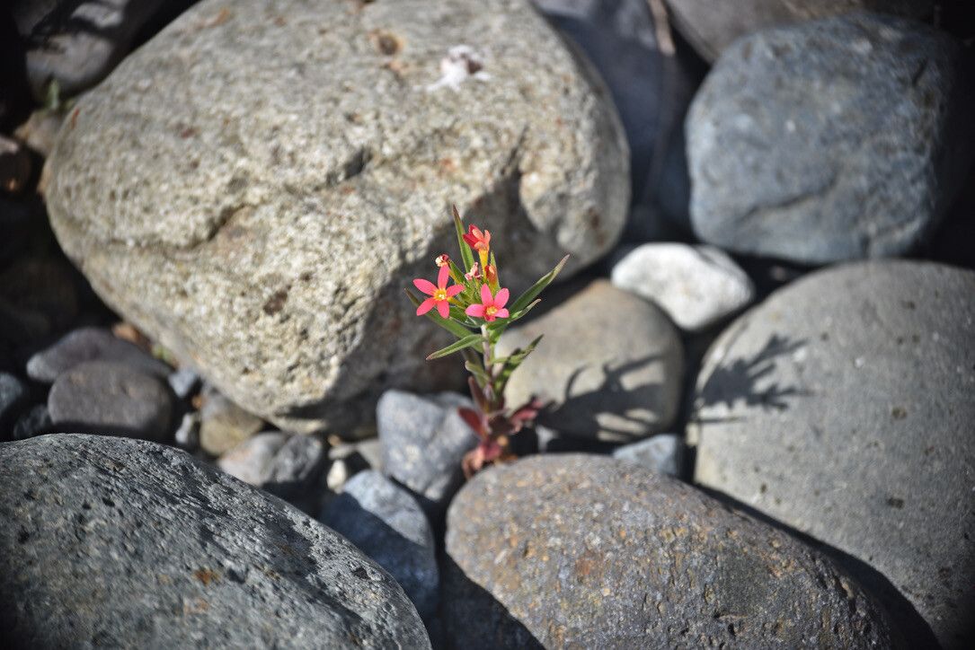 Collomia biflora flower