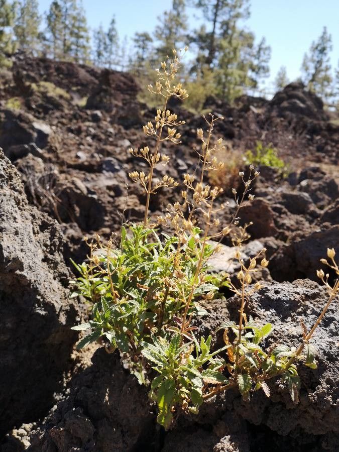 Scrophularia glabrata fruit