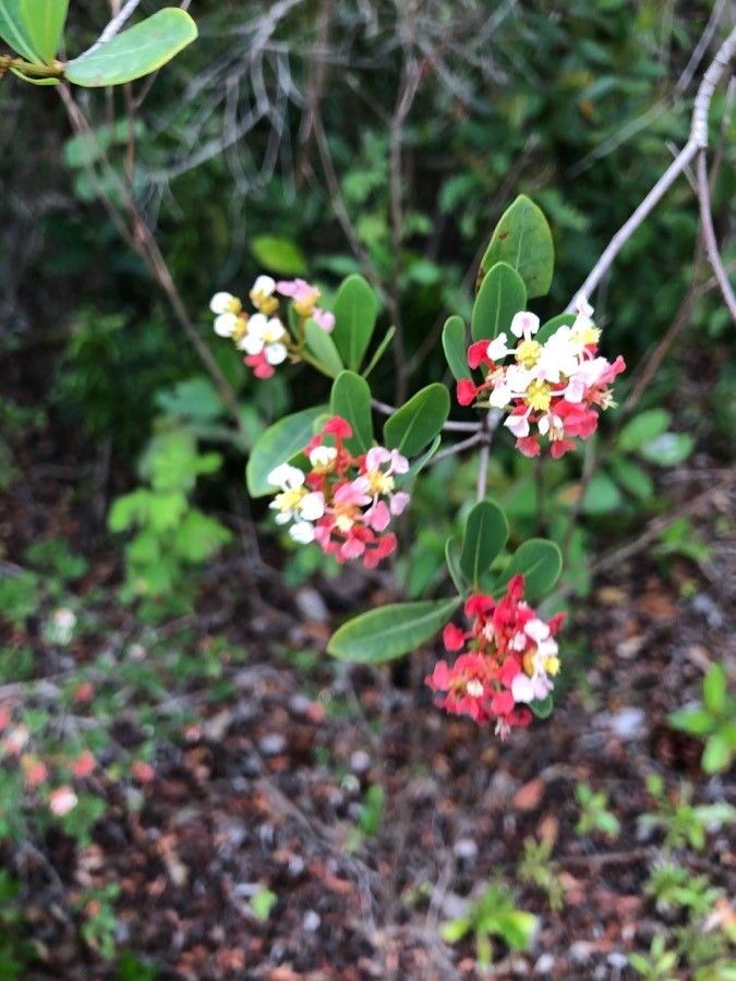 Byrsonima lucida flower