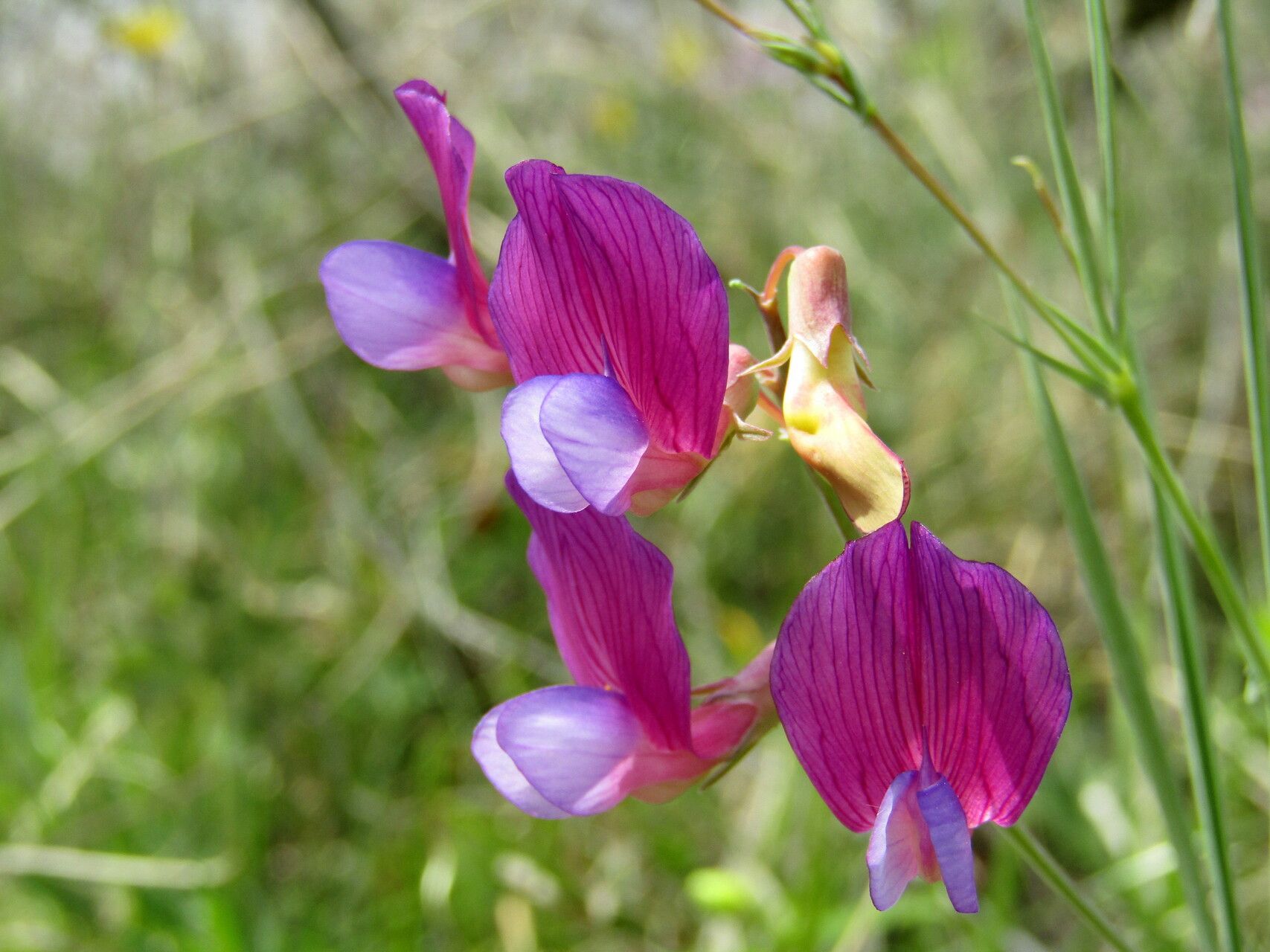Lathyrus digitatus flower