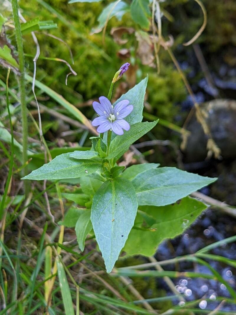 Epilobium alsinifolium flower