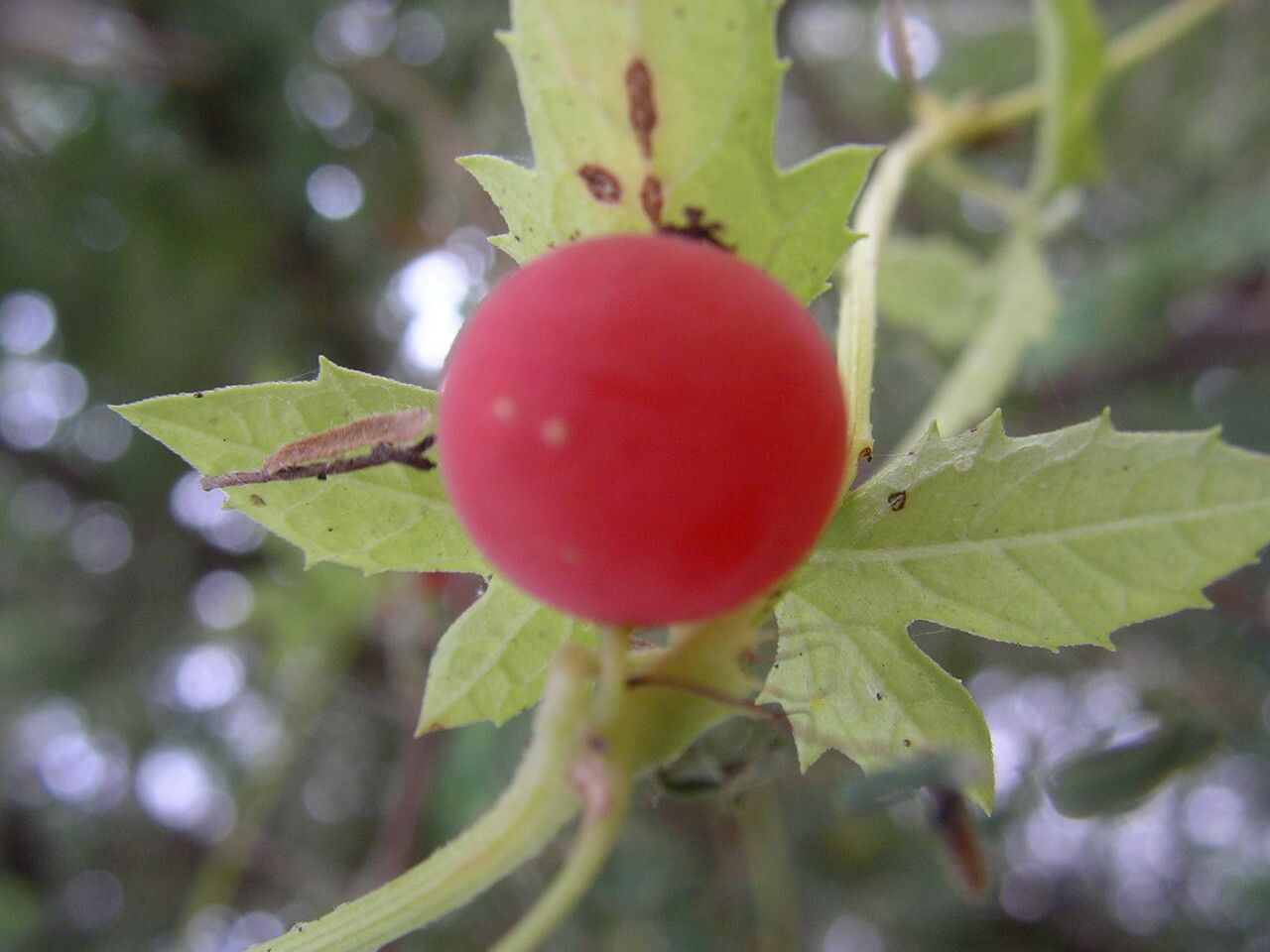 Ctenolepis cerasiformis fruit