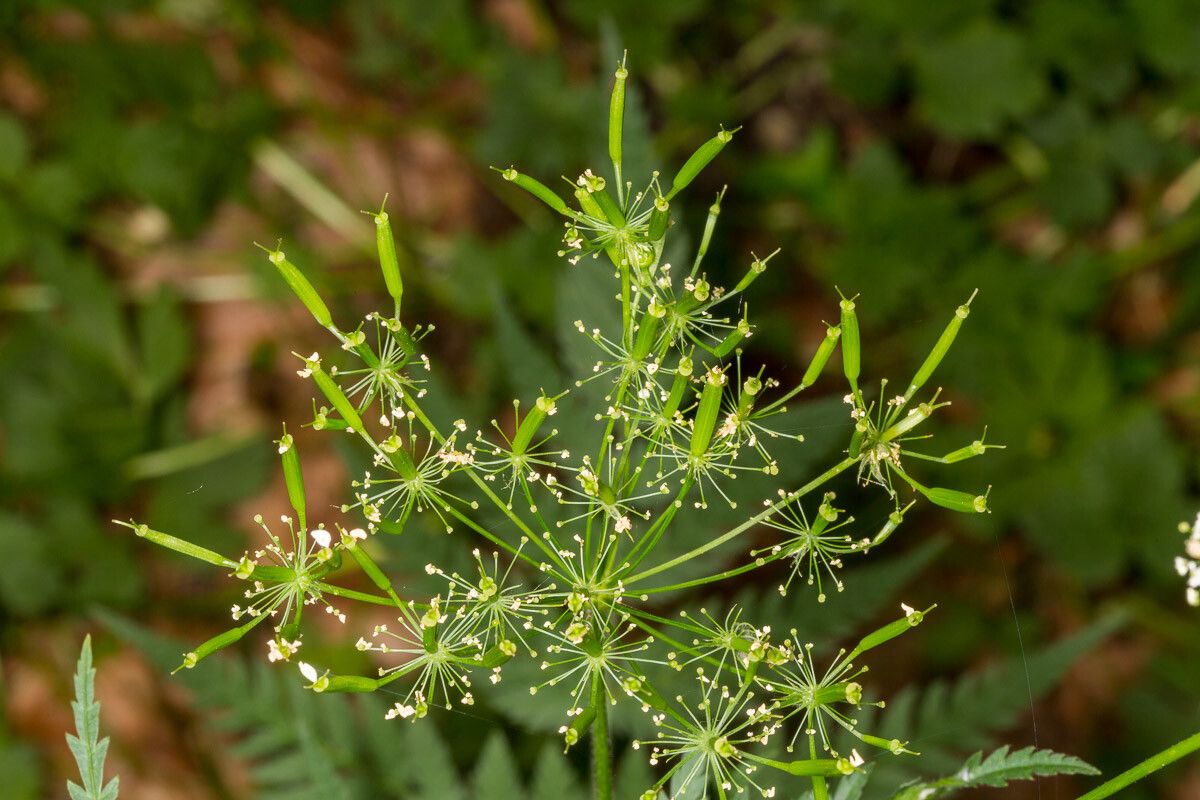 Chaerophyllum aureum fruit