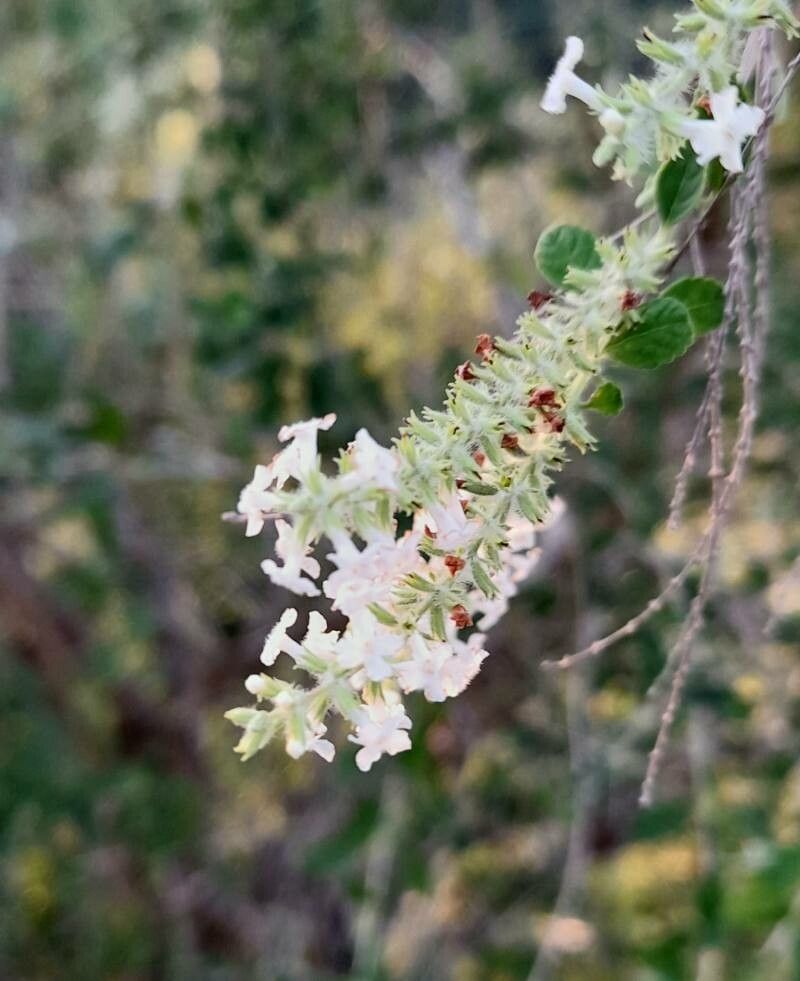 Aloysia schulziana flower