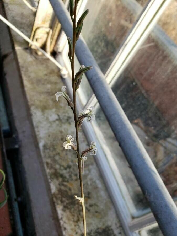 Haworthiopsis longiana flower