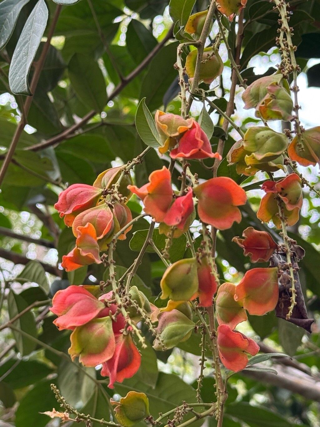 Paullinia revoluta fruit