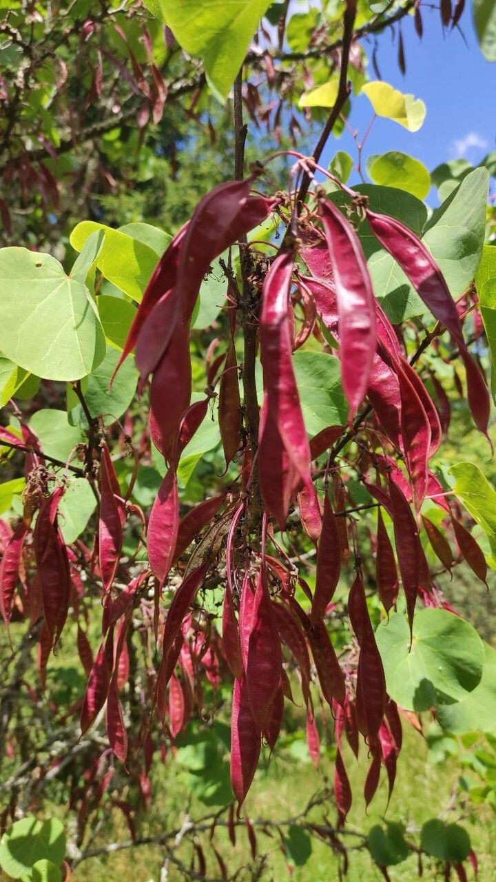 Cercis griffithii fruit