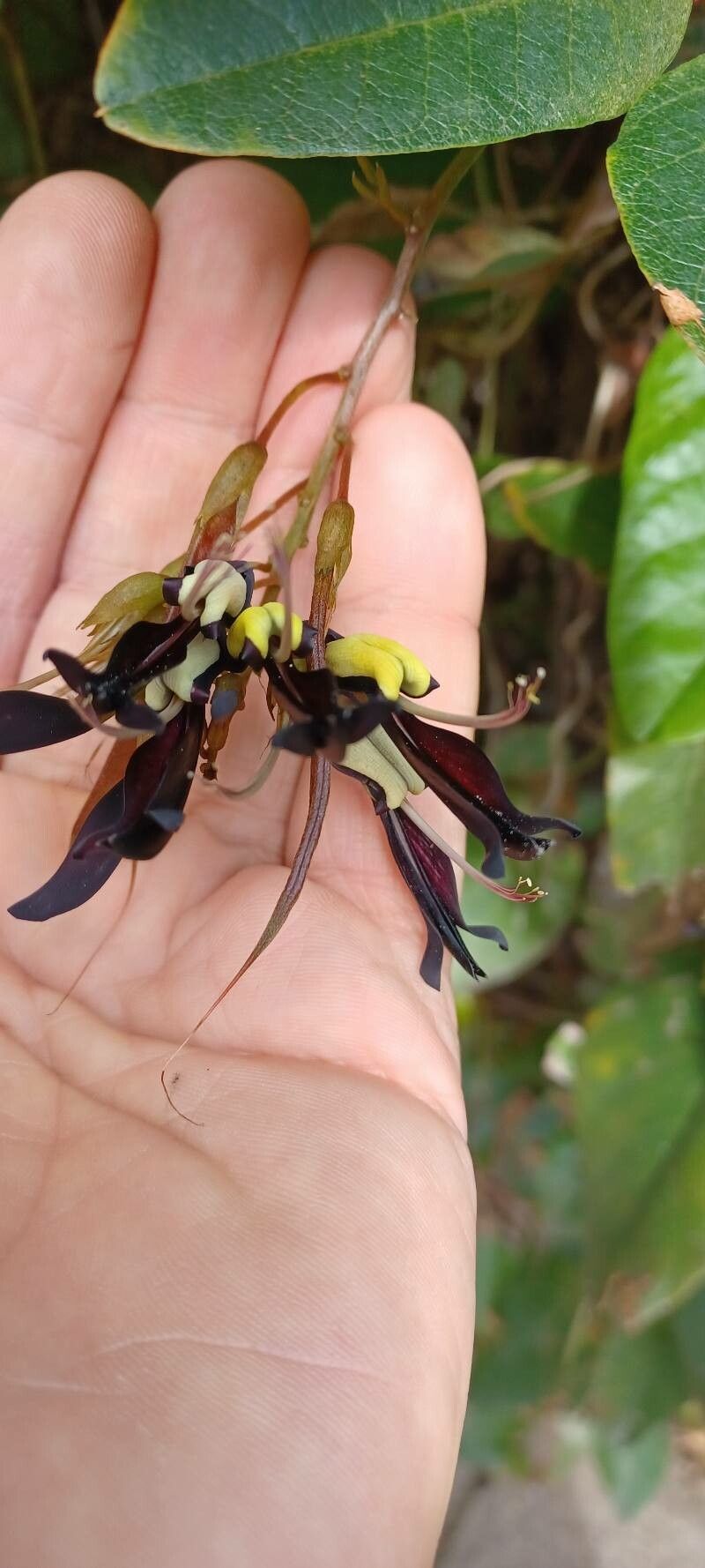 Kennedia nigricans flower
