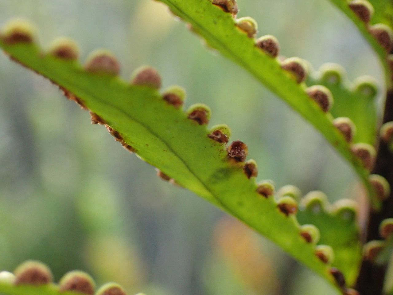 Nephrolepis abrupta fruit