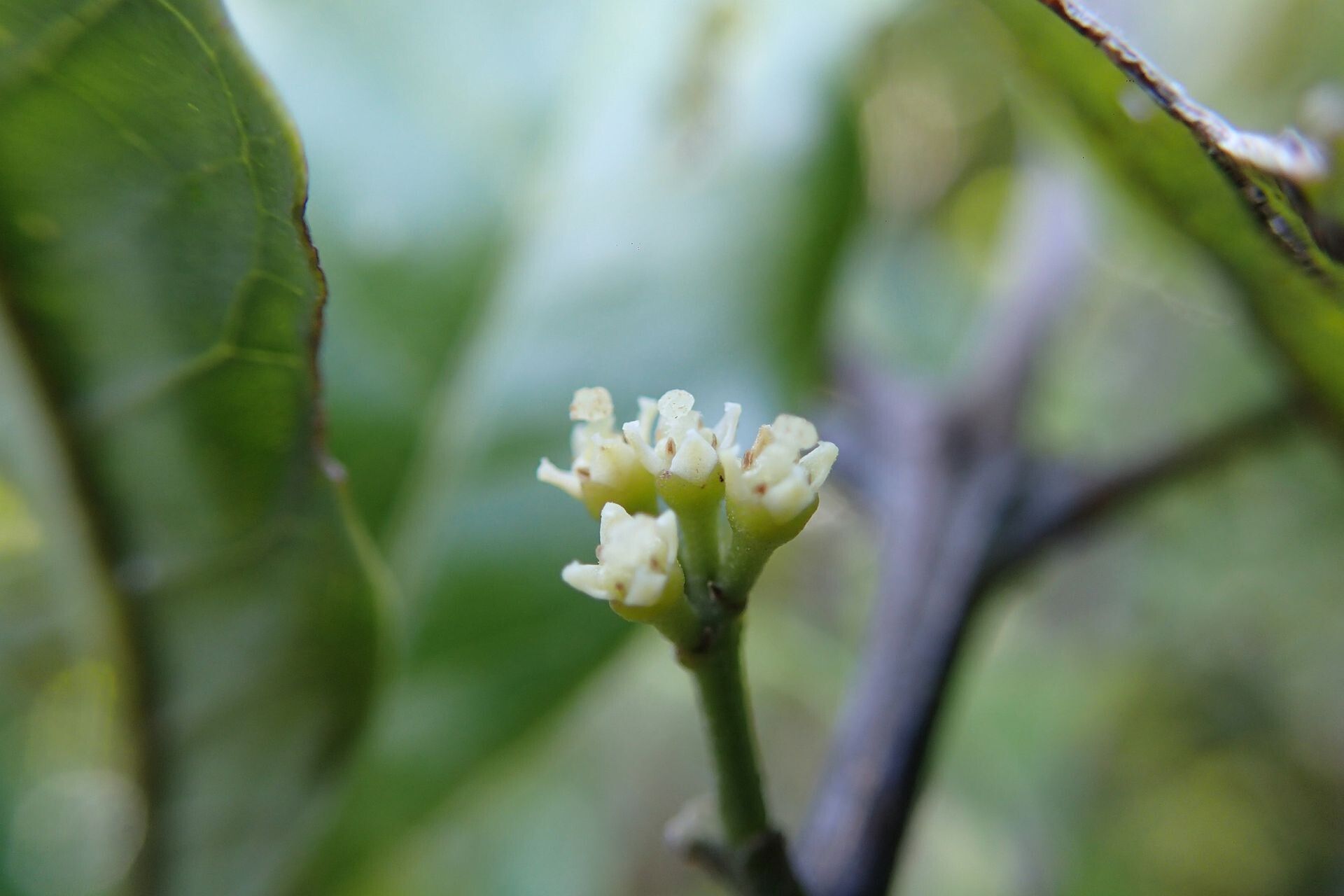 Sarcomelicope follicularis flower