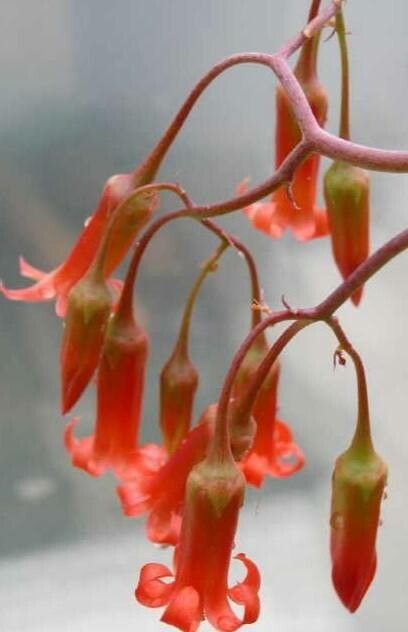 Cotyledon adscendens flower