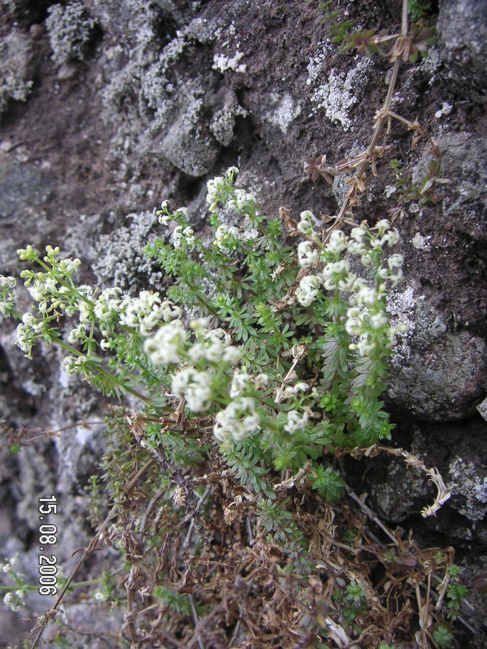 Galium productum flower