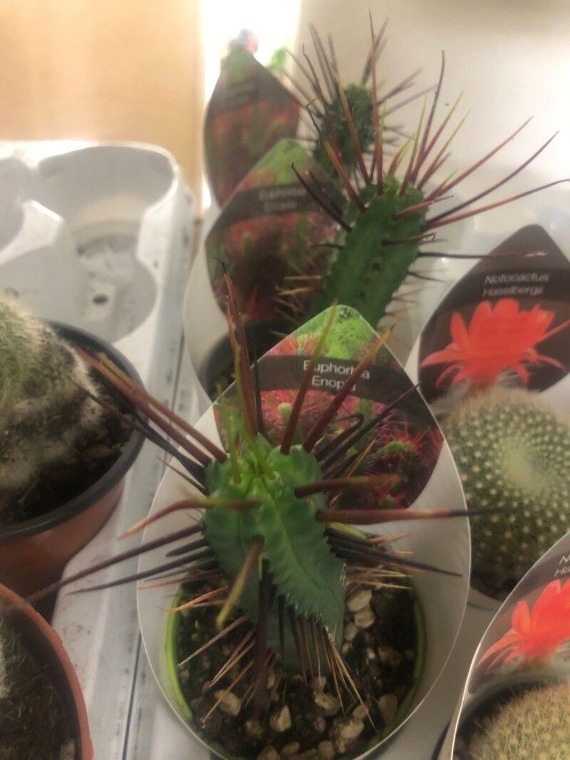 Euphorbia enopla leaf