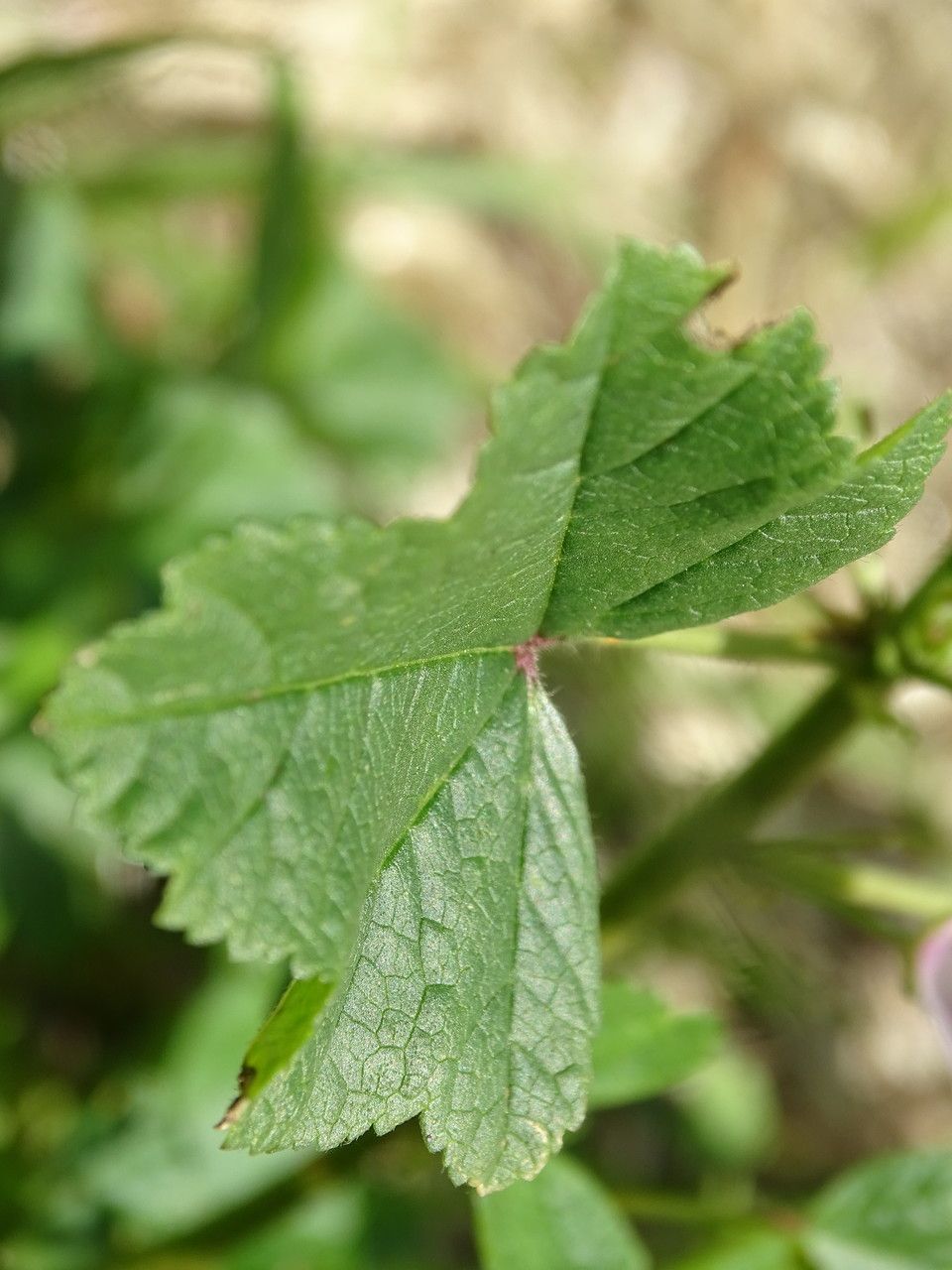 Malva cretica leaf