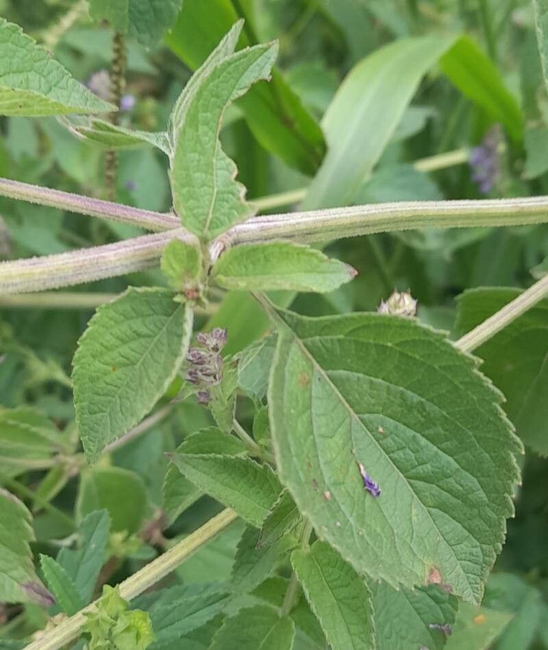 Cantinoa mutabilis leaf