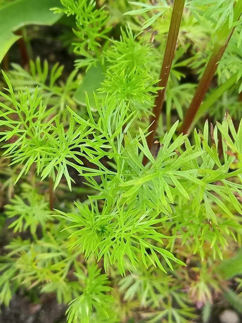 Hyacinthoides cedretorum