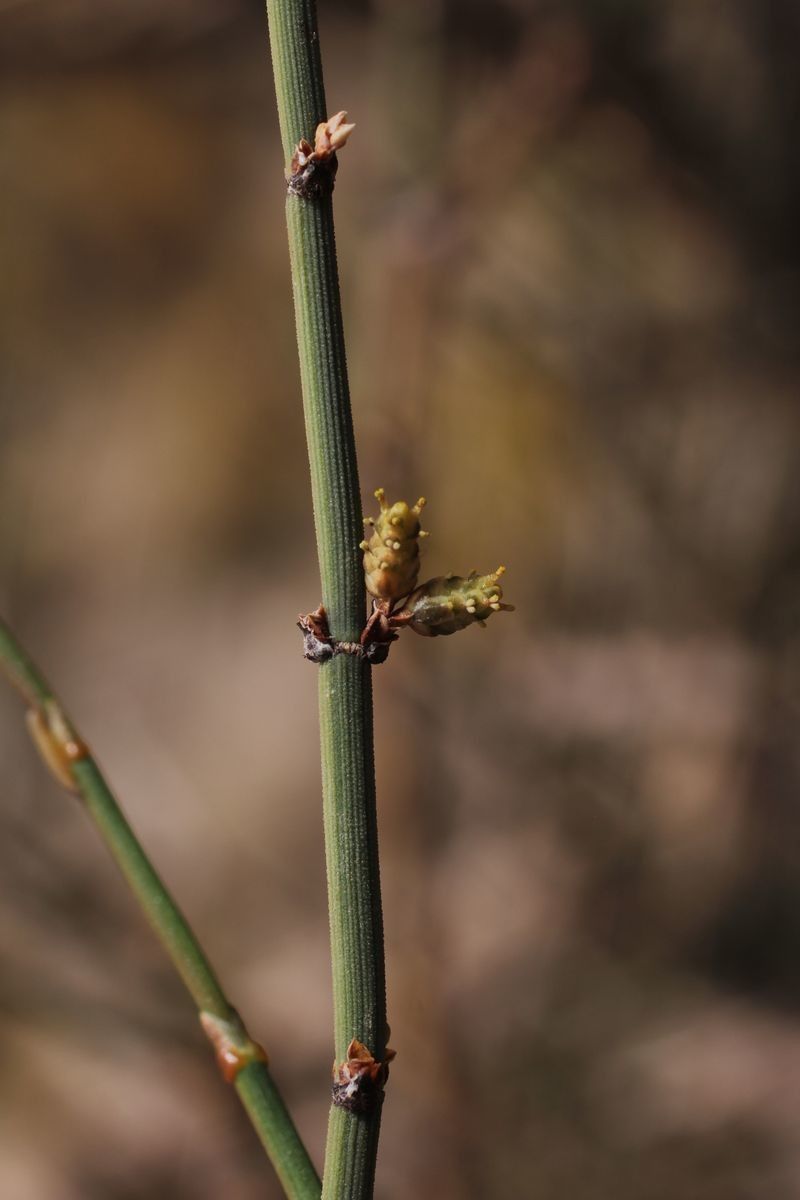 Ephedra breana flower