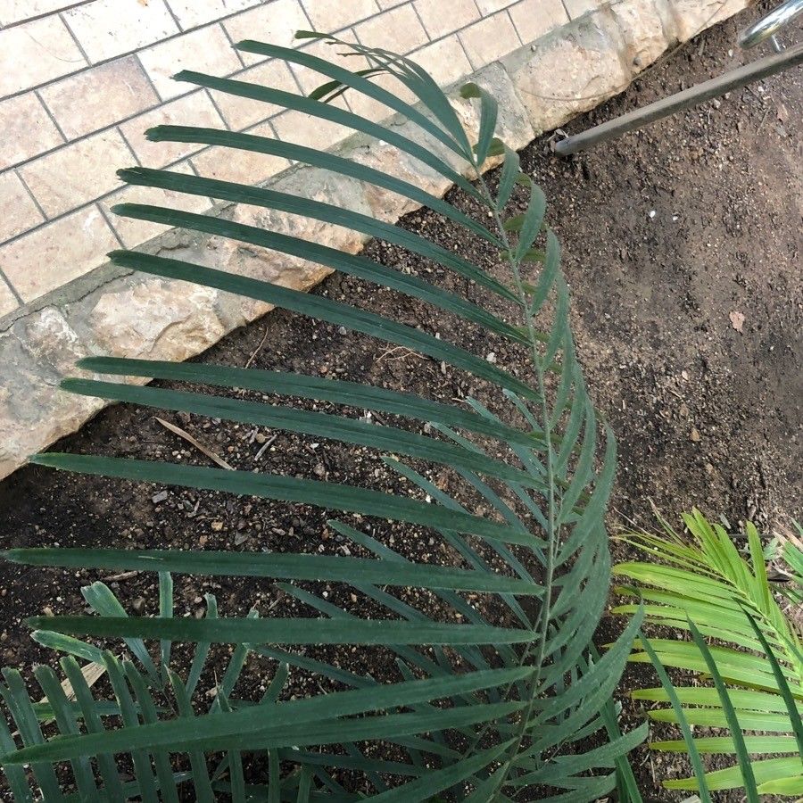 Arenga tremula — houseplant care guide