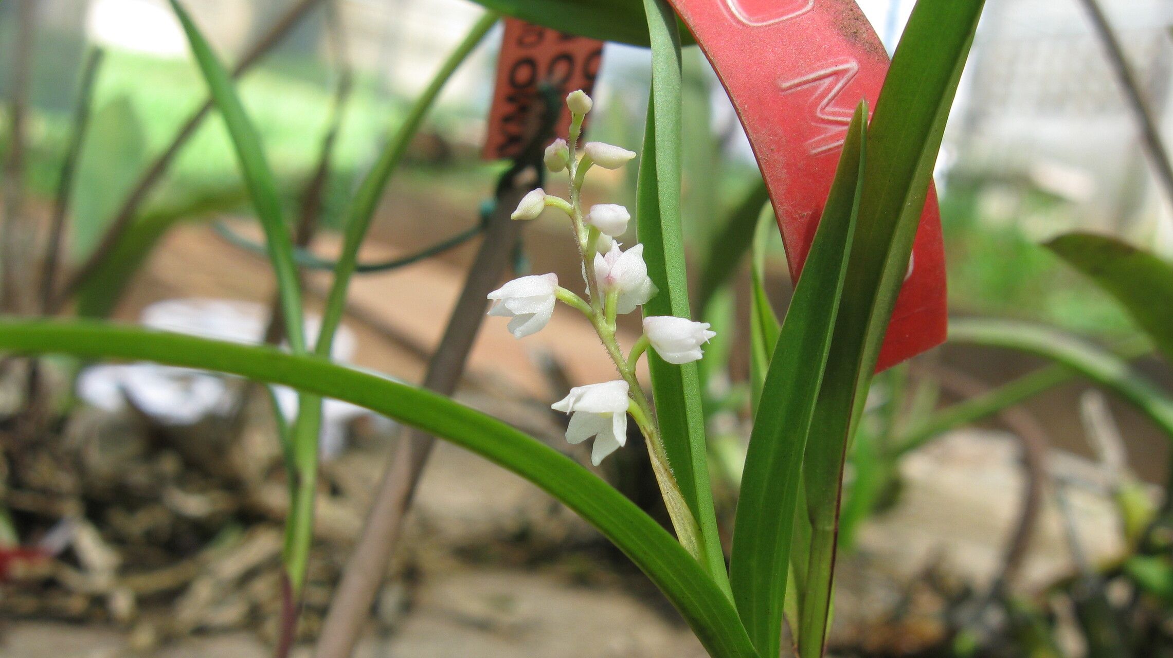 Polystachya calluniflora flower