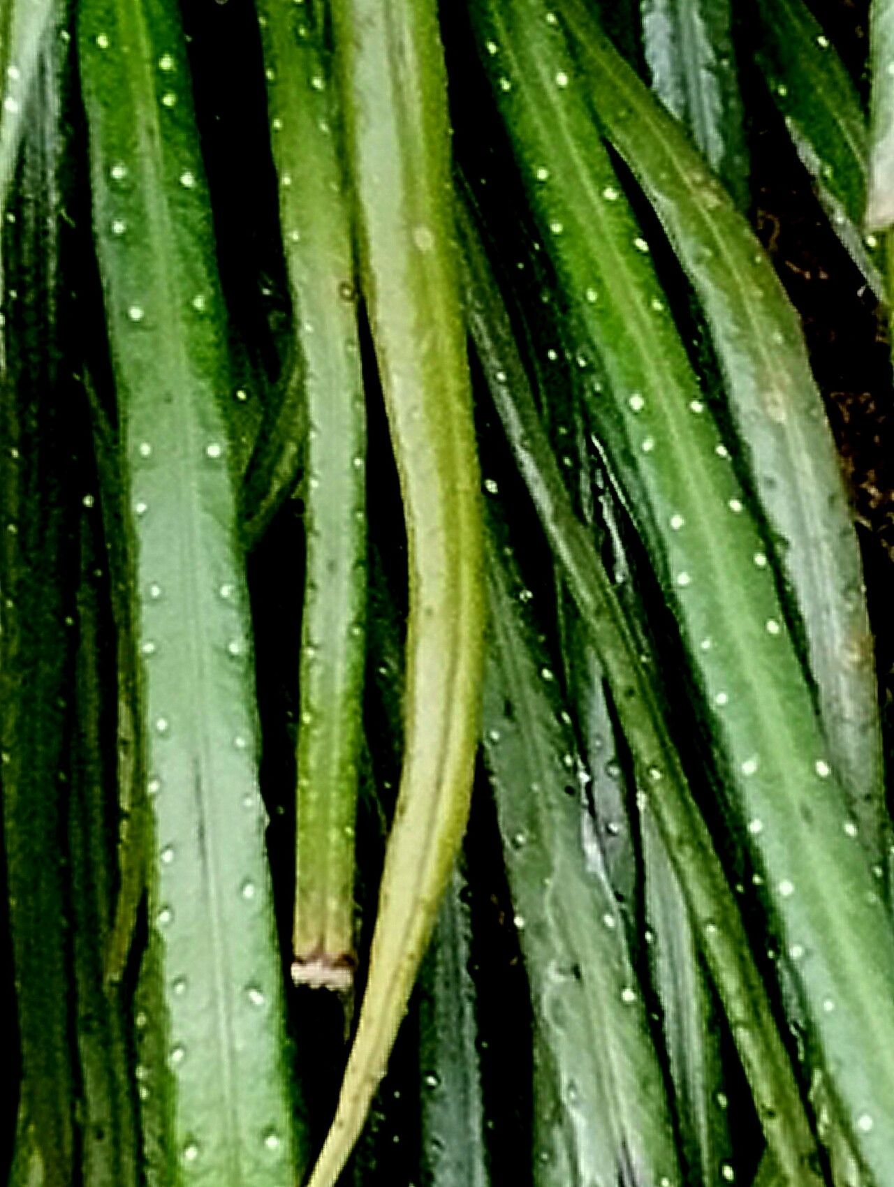 Campyloneurum austrobrasilianum — related species from the same genus