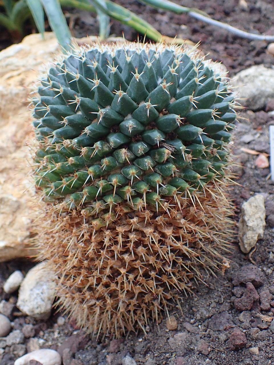 Mammillaria winterae fruit