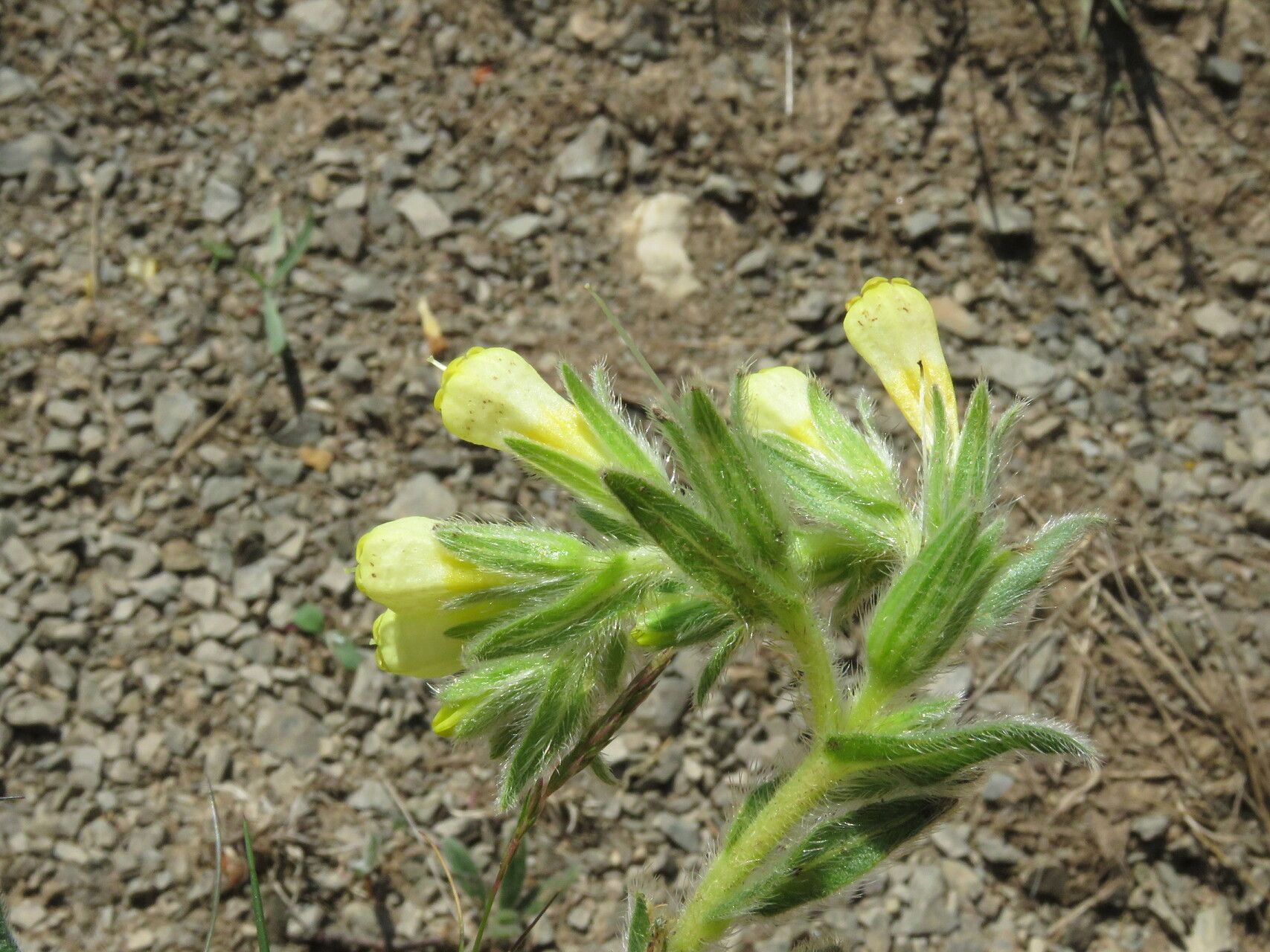 Onosma tricerosperma flower
