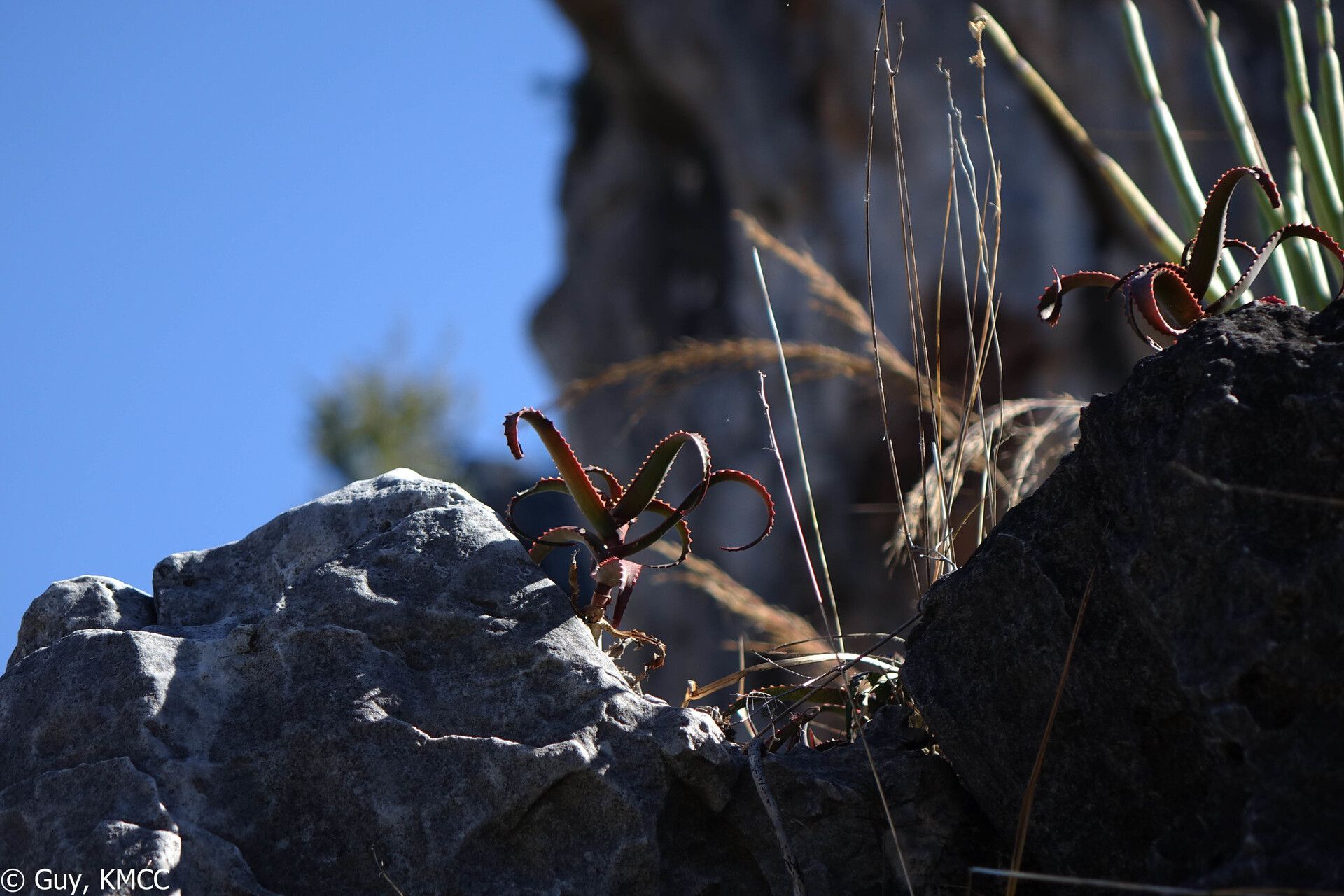 Aloe cyrtophylla — houseplant care guide