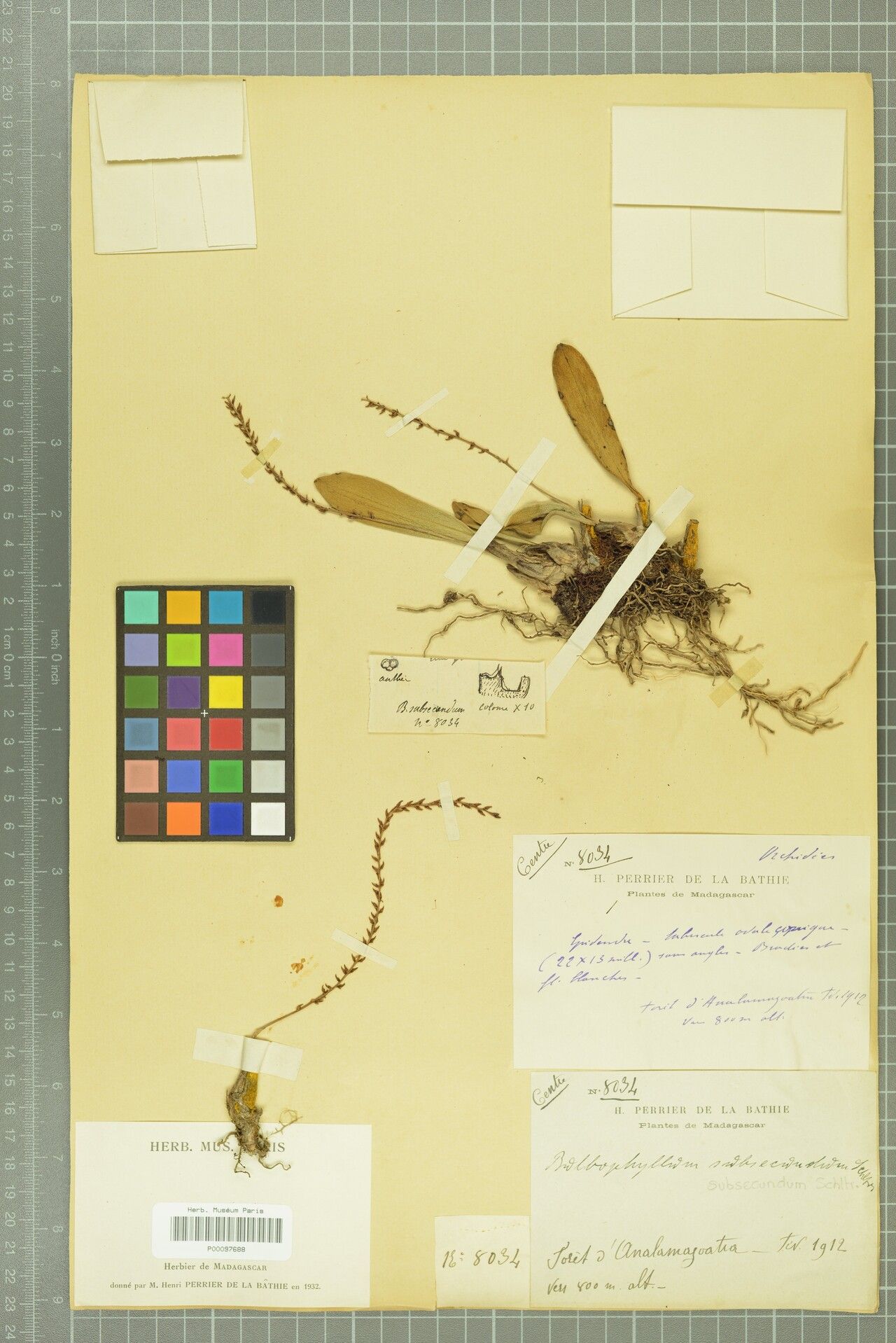 Bulbophyllum subsecundum — houseplant care guide