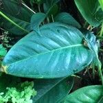 Anthurium scherzerianum