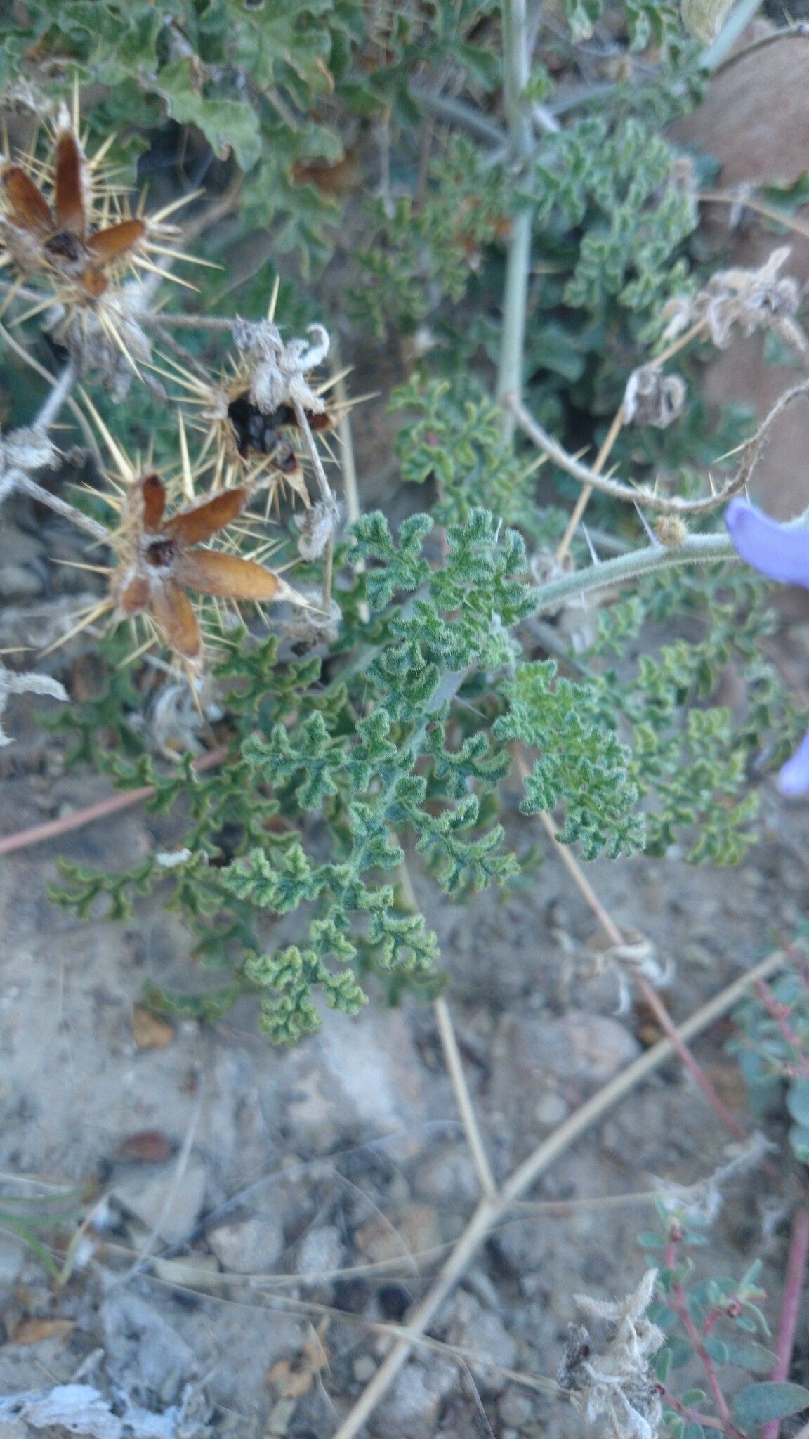 Solanum tenuipes — houseplant care guide