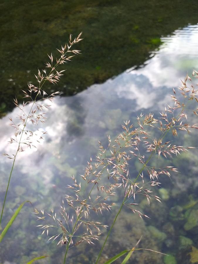 Trisetum flavescens flower