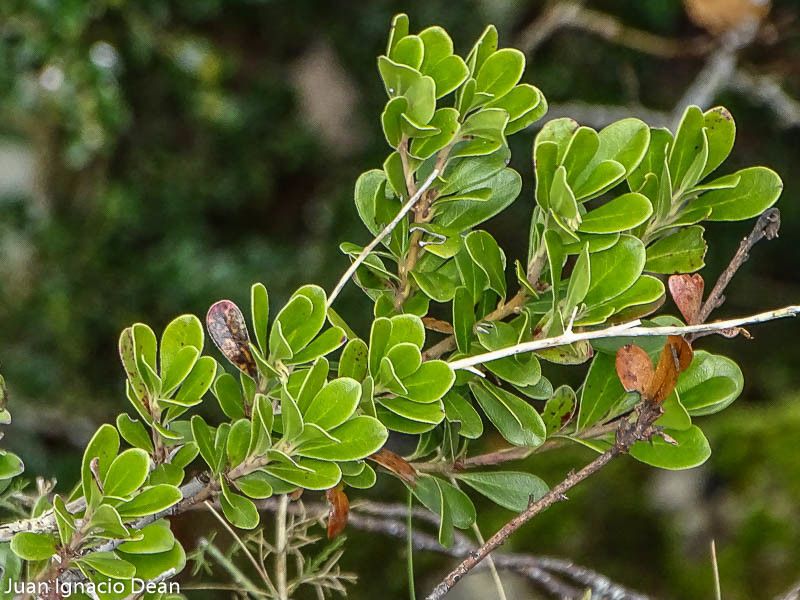 Arctostaphylos alpinus flower