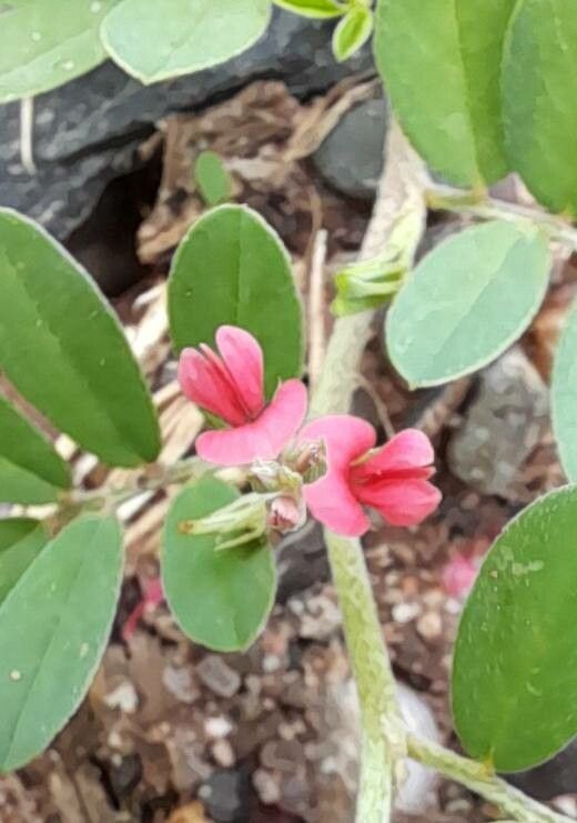 Indigofera parodiana flower