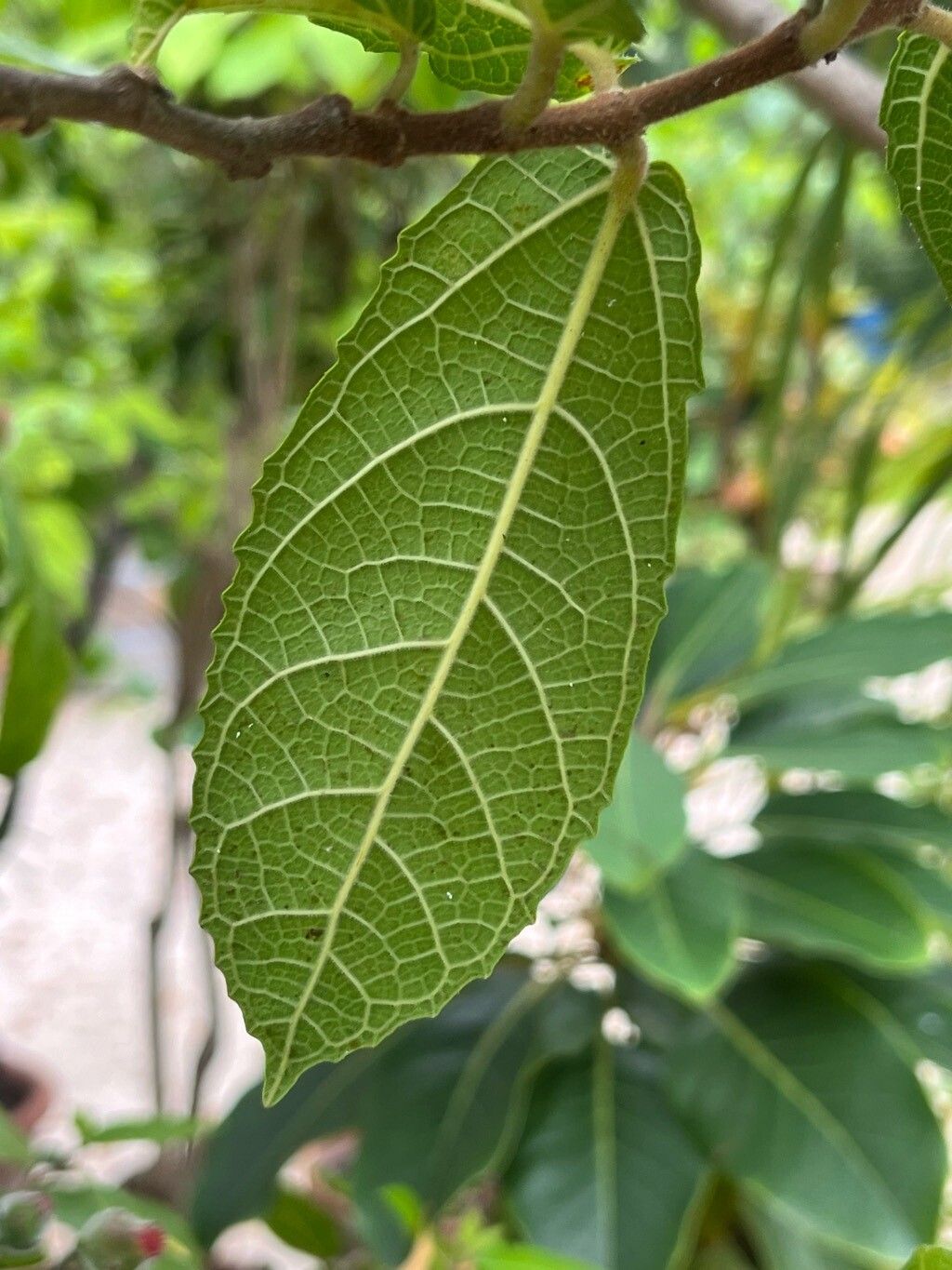 Ficus melinocarpa leaf