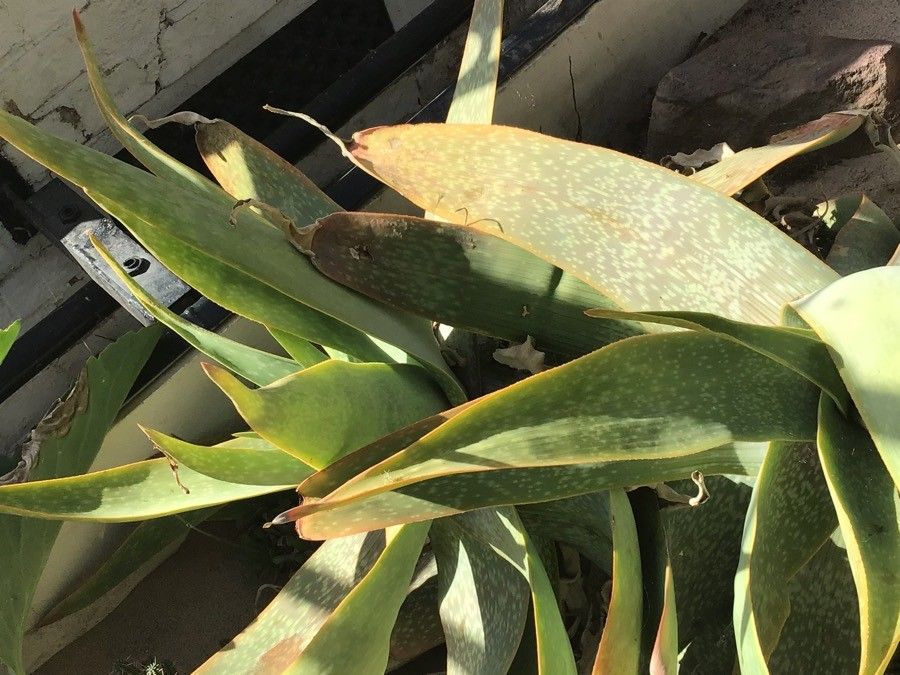 Aloe buhrii — houseplant care guide