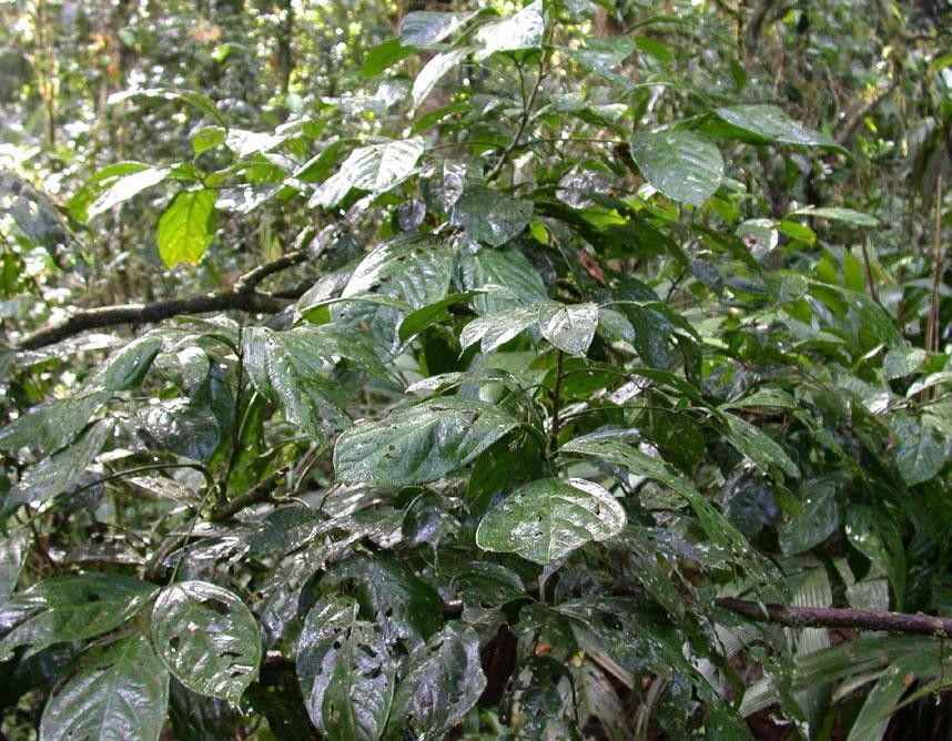 Connarus costaricensis habit